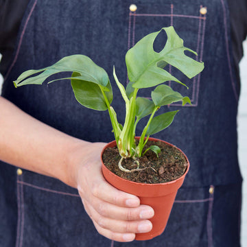Philodendron Mini Monstera Minima - 0