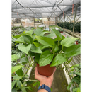 Pothos 'Green Queen'-3