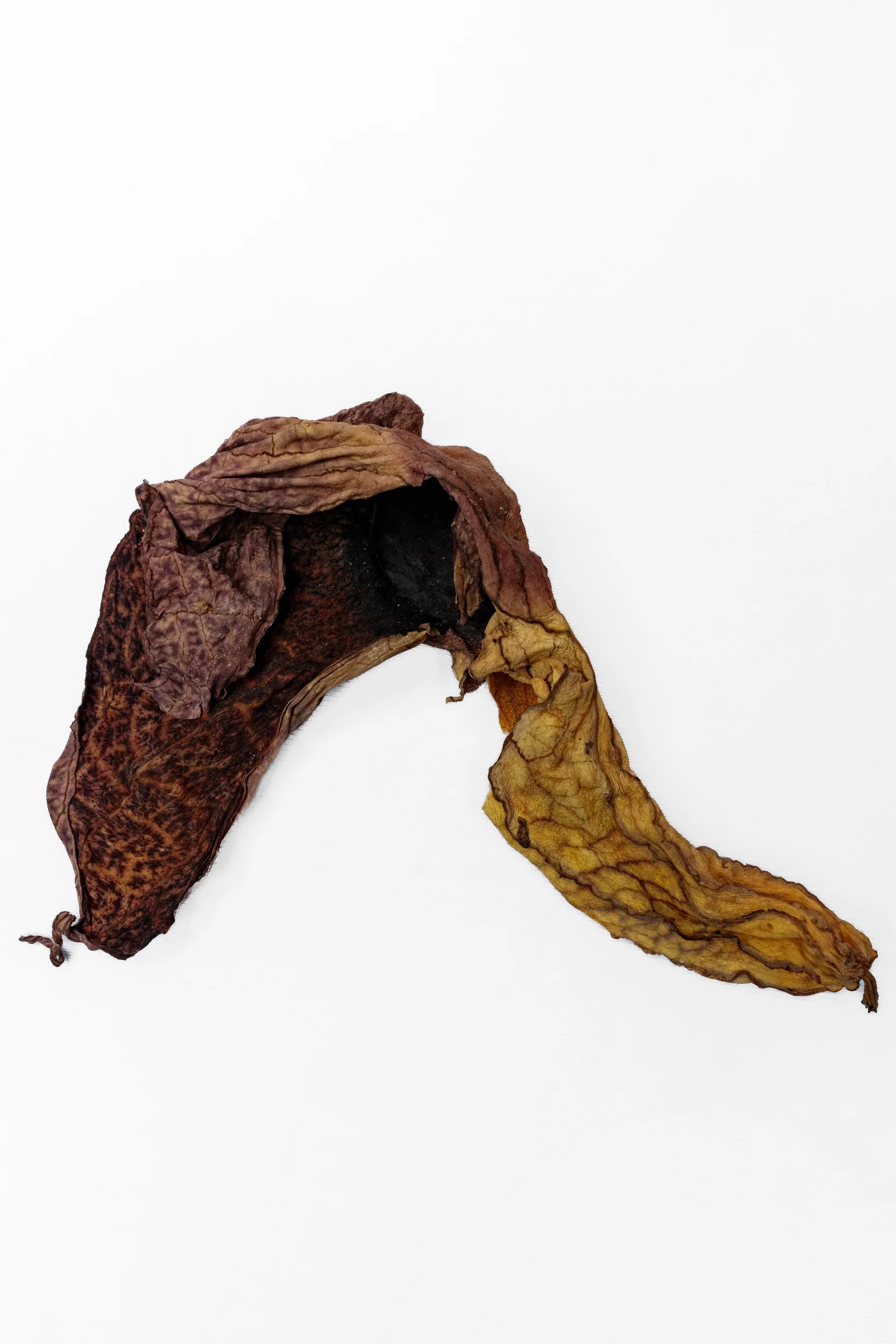 Raw Duck Flower Detox | Wildcrafted Aristolochia Grandiflora – Deep Cleanse & Parasite Flush