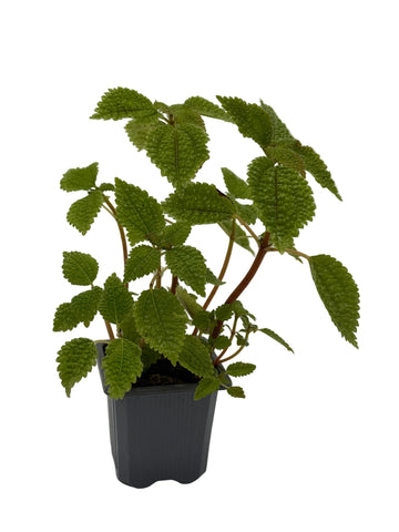 Pilea 'Moon Valley' - 0