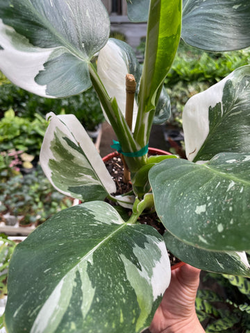 Philodendron 'White Wizard' - 0