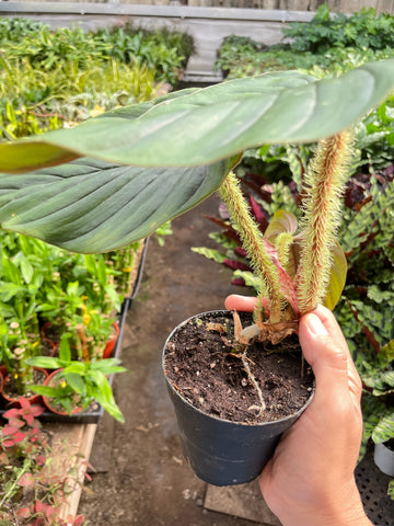 Philodendron 'Serpens' - 0