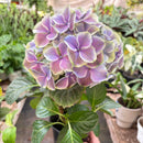 Purple Hydrangea-1