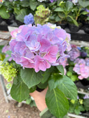 Purple Hydrangea-2