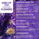 Blue Lotus Flower | Organic Nymphaea Caerulea – Relaxation, Lucid Dreaming & Spiritual Connection-3