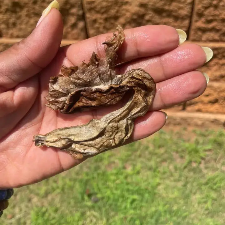 Raw Duck Flower Detox | Wildcrafted Aristolochia Grandiflora – Deep Cleanse & Parasite Flush - 0