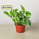Pothos 'Marble Queen'-1