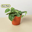 Pothos 'Satin'-1