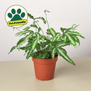 Pteris Cretica 'Albo Fern'-1
