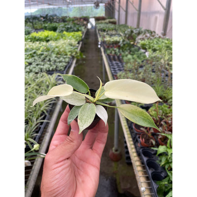 Philodendron 'Florida Ghost' - 0