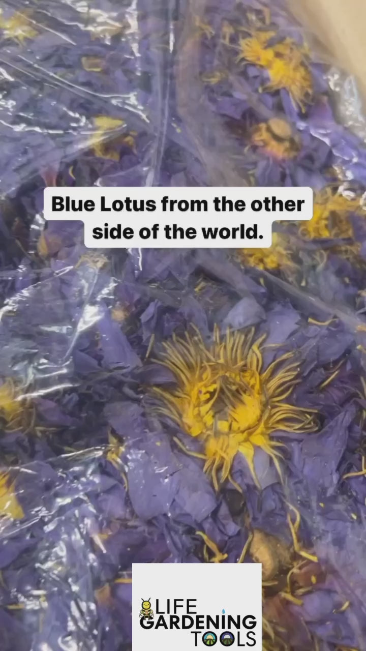 Egyptian Blue Lotus Tincture Lily Nymphaea Caerulea Vegetable Glycerin Based Vegan Alcohol Free - 0