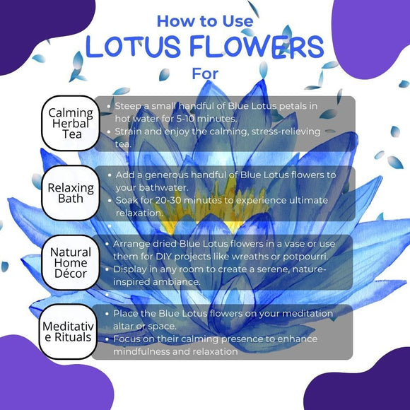 Blue Lotus Flower | Organic Nymphaea Caerulea – Relaxation, Lucid Dreaming & Spiritual Connection