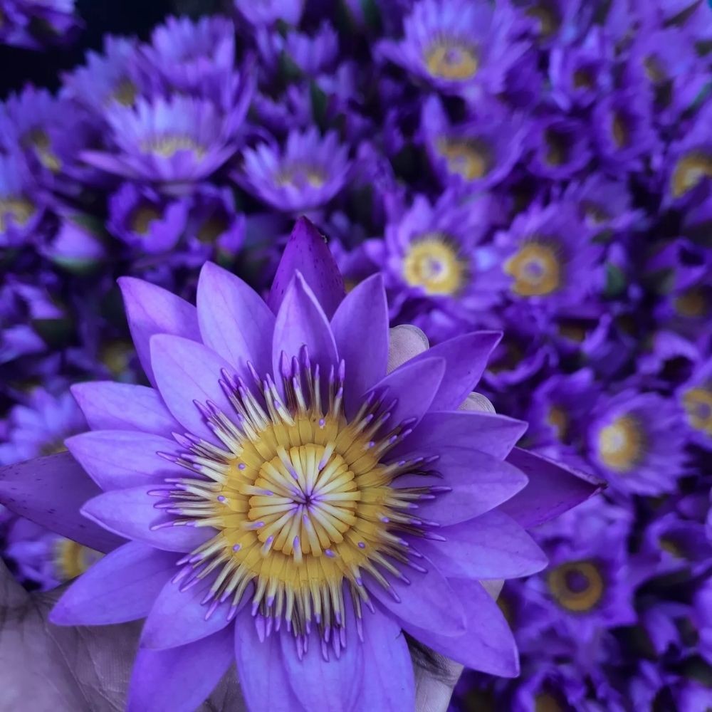 Blue Lotus Flower | Organic Nymphaea Caerulea – Relaxation, Lucid Dreaming & Spiritual Connection