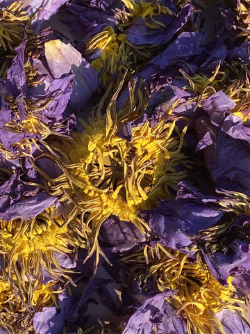 Blue Lotus Flower | Organic Nymphaea Caerulea – Relaxation, Lucid Dreaming & Spiritual Connection