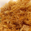 Wildcrafted St Lucian Gold Seamoss - Life Gardening Tools LLC