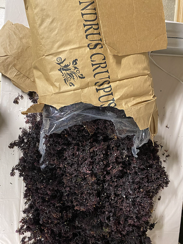 Wildcrafted Chondrus Crispus (Irish Moss) Sustainably Foraged by a Black Owned Company - Life Gardening Tools LLC