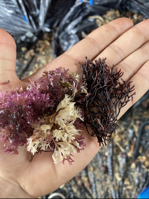 Wildcrafted Chondrus Crispus (Irish Moss) Sustainably Foraged by a Black Owned Company - Life Gardening Tools LLC