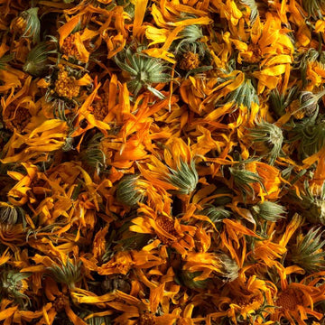 CALENDULA Flower - Life Gardening Tools LLC