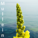 Mullein (Dried Leaves for Tea) - Life Gardening Tools LLC