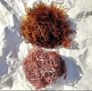 Purple Sea Moss  from St. Lucia - Life Gardening Tools LLC