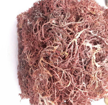 Purple Sea Moss  from St. Lucia - Life Gardening Tools LLC