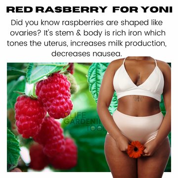 Red Raspberry Leaf (2oz) - Life Gardening Tools LLC