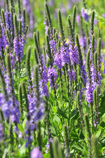 Blue Vervain - Life Gardening Tools LLC