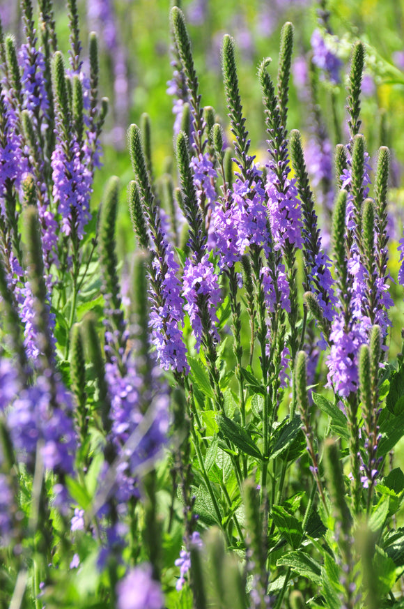 Blue Vervain - Life Gardening Tools LLC