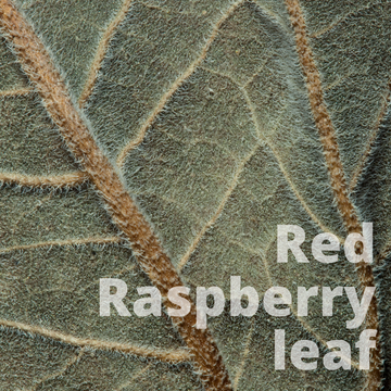 Red Raspberry Leaf (2oz) - Life Gardening Tools LLC