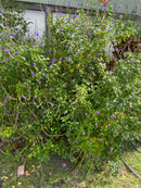 Blue Vervain - Life Gardening Tools LLC