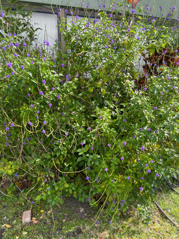 Blue Vervain - Life Gardening Tools LLC