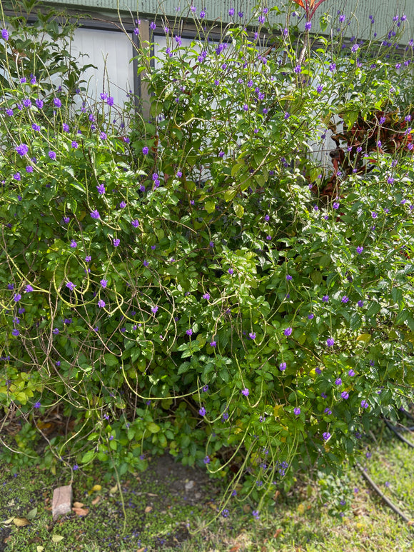 Blue Vervain - Life Gardening Tools LLC