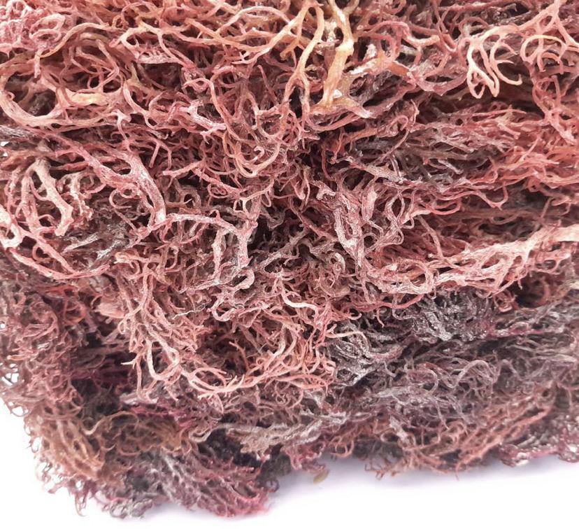Purple Sea Moss  from St. Lucia - Life Gardening Tools LLC