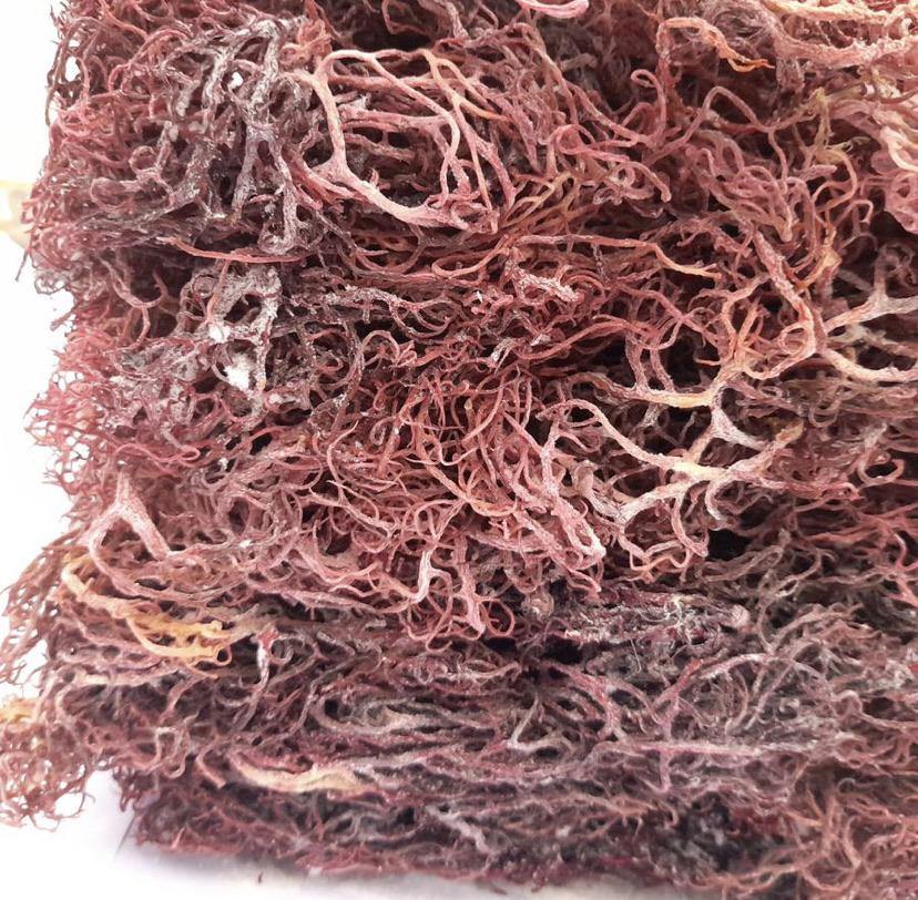 Purple Sea Moss  from St. Lucia - Life Gardening Tools LLC